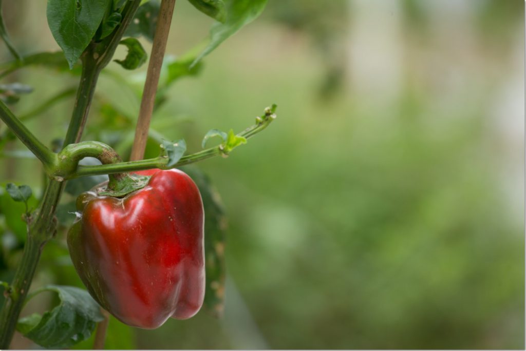 Carrie在社區農圃種植的小紅椒，她謂能在屋苑內種植是難能可貴的經歷。