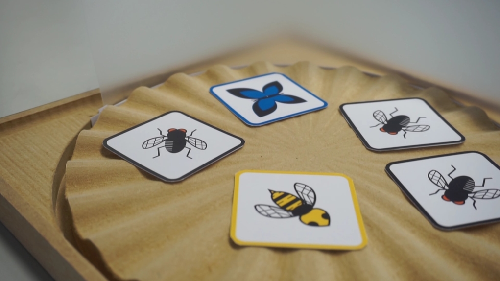 烏蠅、蝴蝶和蜜蜂背面印有分數，反轉卡片，長者就可計算手上卡片共值多少分，訓練腦筋。
