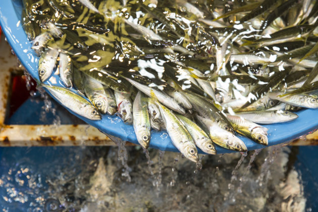 這個魚市場的魚最為新鮮