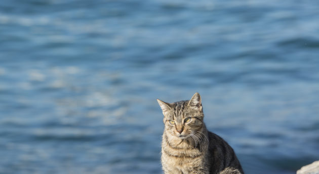 海邊的貓，其實海都是屬於貓的。