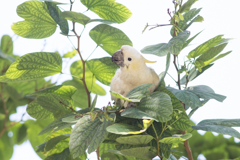 城市觀鳥有時也講彩數，早前Pamela就在香港公園發現這隻少見的小葵花鳳頭鸚鵡。