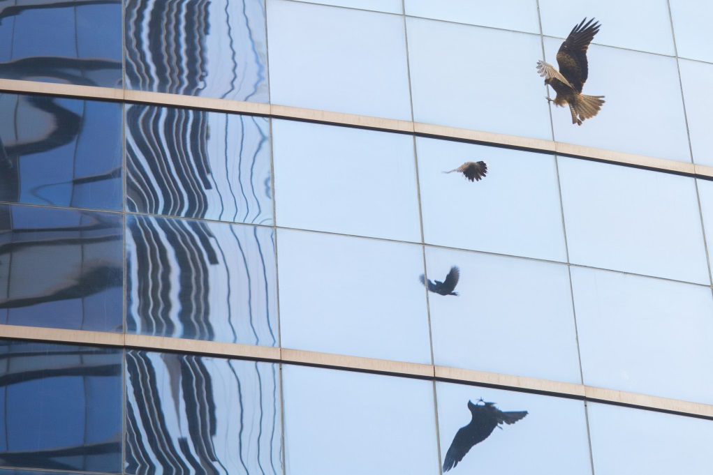 大廈玻璃幕牆反射了天空，雀鳥一不小心就會撞去。
