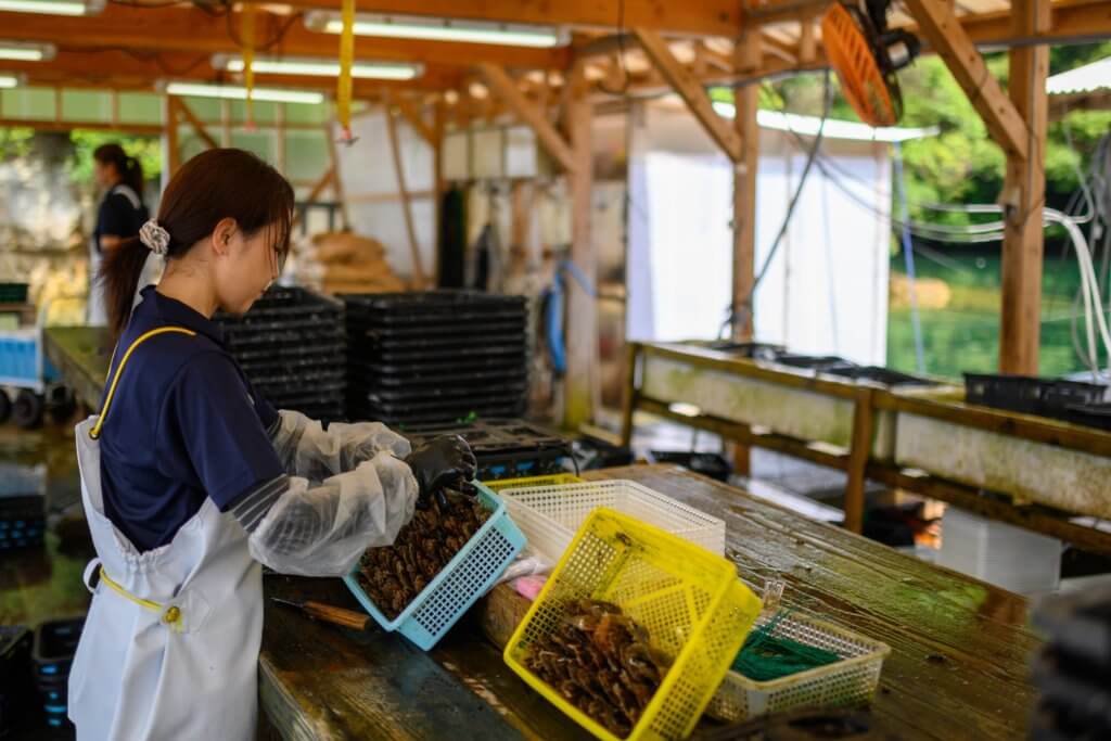 進行珍珠植核前，母貝需經人手作篩選，植核後需安置於養生筏休息。在此期間，每年需要給珍珠母貝進行兩次清洗，有些附在母貝上的寄生蟲和其他附着物無法透過水壓自淨，需要手動去除附着物，清潔母貝。