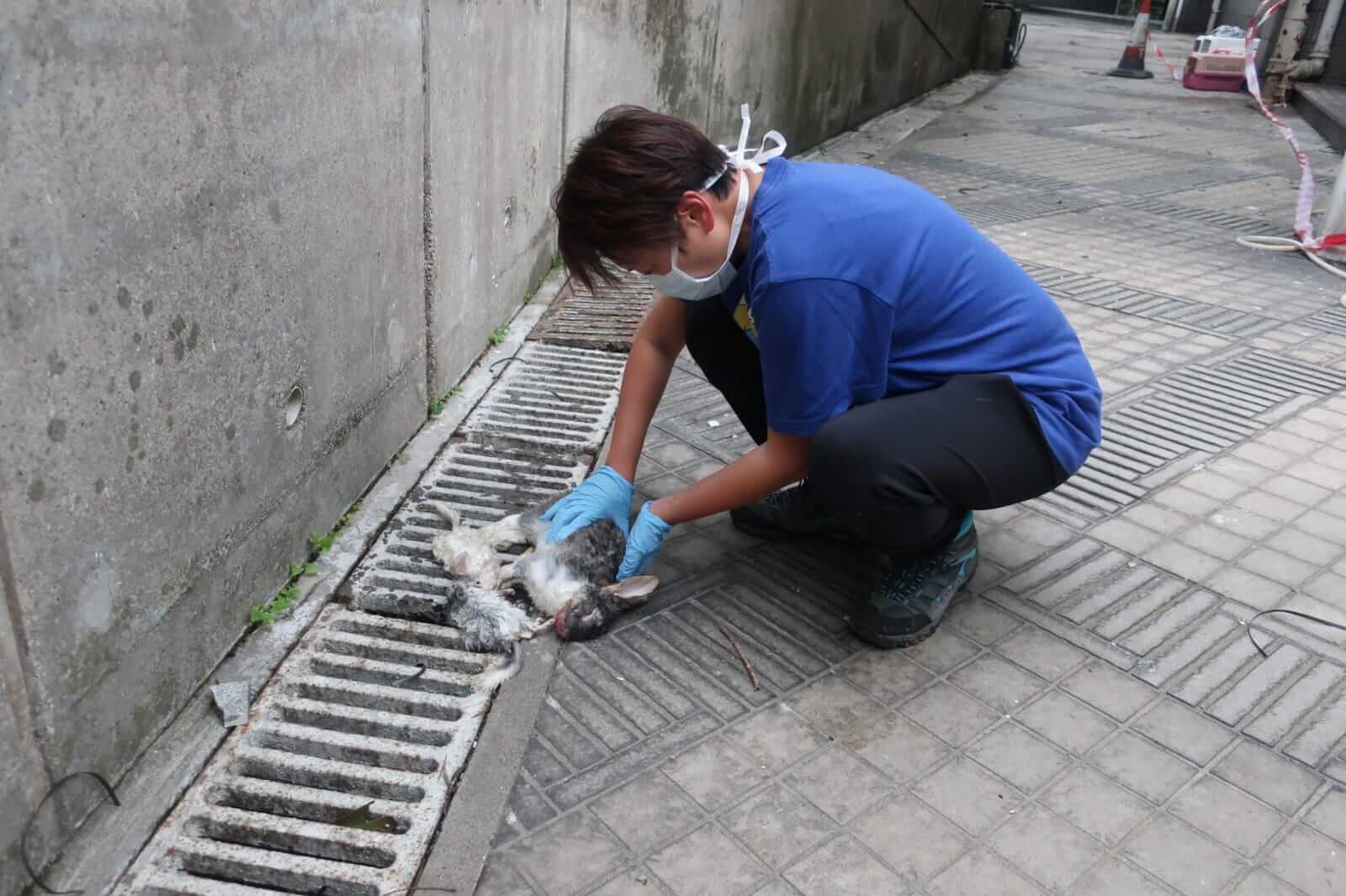 非人說 犯罪學家 虐待動物不僅是虐待動物 社會 明周文化