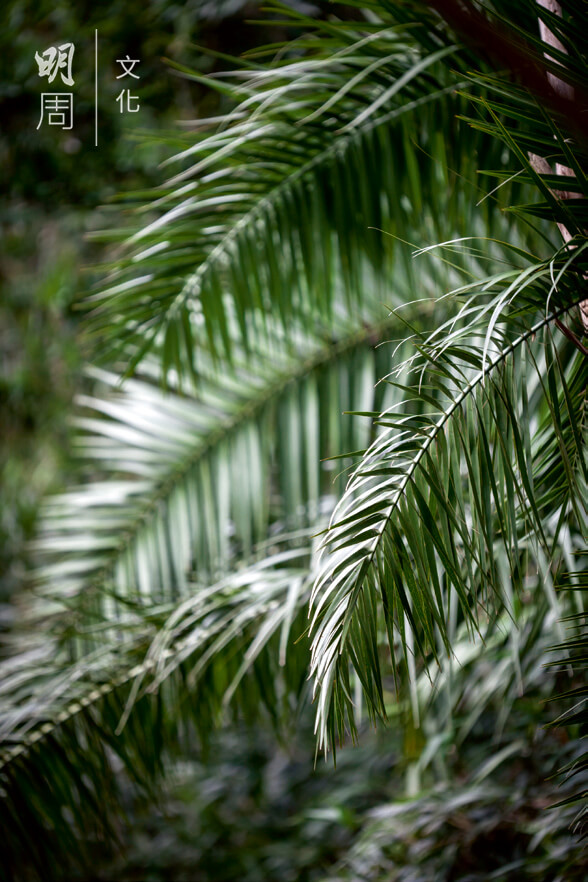 刺葵 Phoenix hanceana 棕櫚科刺葵屬植物，外來物種。
