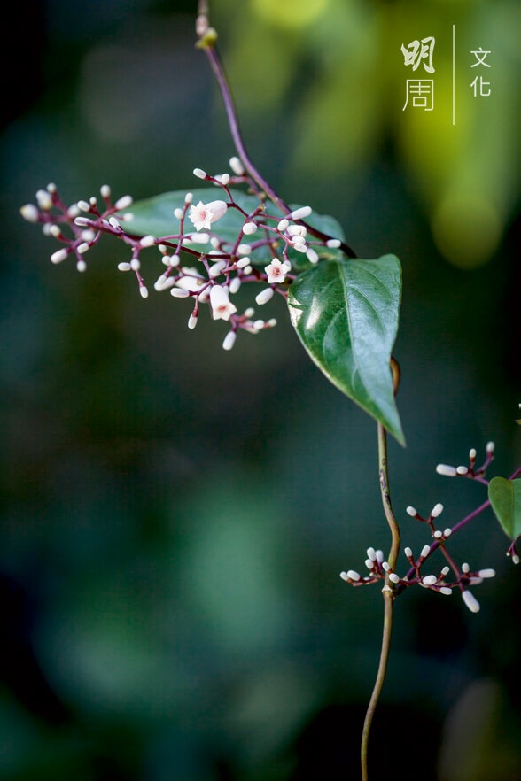 雞屎藤 Paederia foetida 為茜草科雞屎藤屬下的一 個種。具中藥價值，能祛風利濕，止咳止痛。