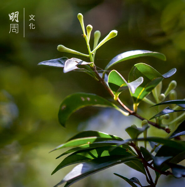 短序潤楠 Machilus breviflora 科屬樟科、潤楠屬，耐陰不耐寒，常見於香港低地山坡樹林或溪旁。