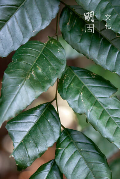 福氏臭椿 Ailanthus fordii 臭椿屬，喬木，香港原生植 物。高大樹幹，樹冠恰似很多小傘，受香港法例96章林務規例保護。