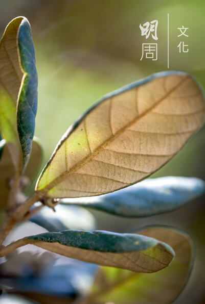 黃背櫟 Quercus pannosa 為殼鬥科櫟屬的植物，常綠 灌木或小喬木，葉橢圓形， 背黃色。