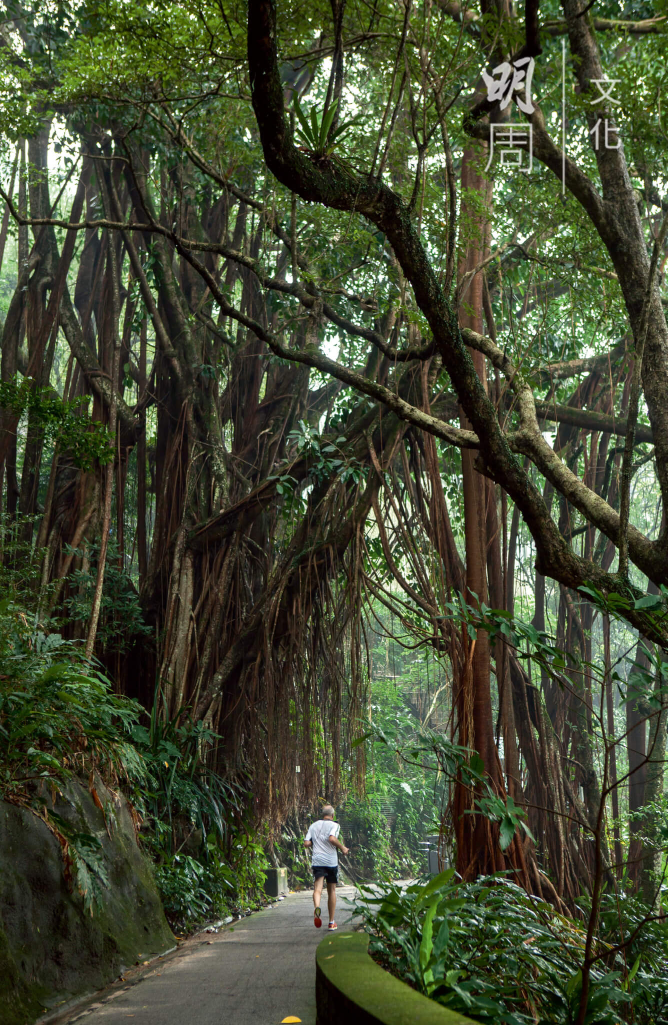 印度橡樹，盧吉道地標之一，其龐大的樹身與氣根形成一座拱門，讓人通過。