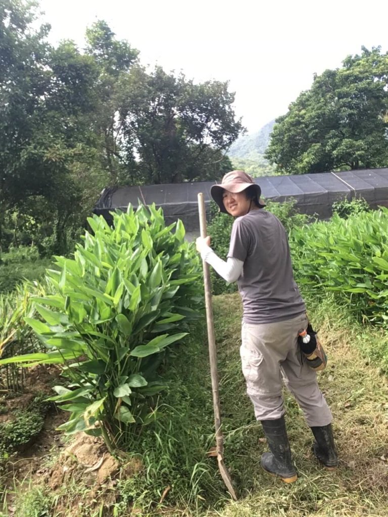 Teresa在荔枝窩負責種薑的農務，上泥、除草一一包辦。