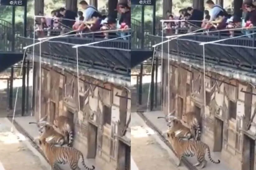 昆明一間動物園中，市民「釣獅子」。