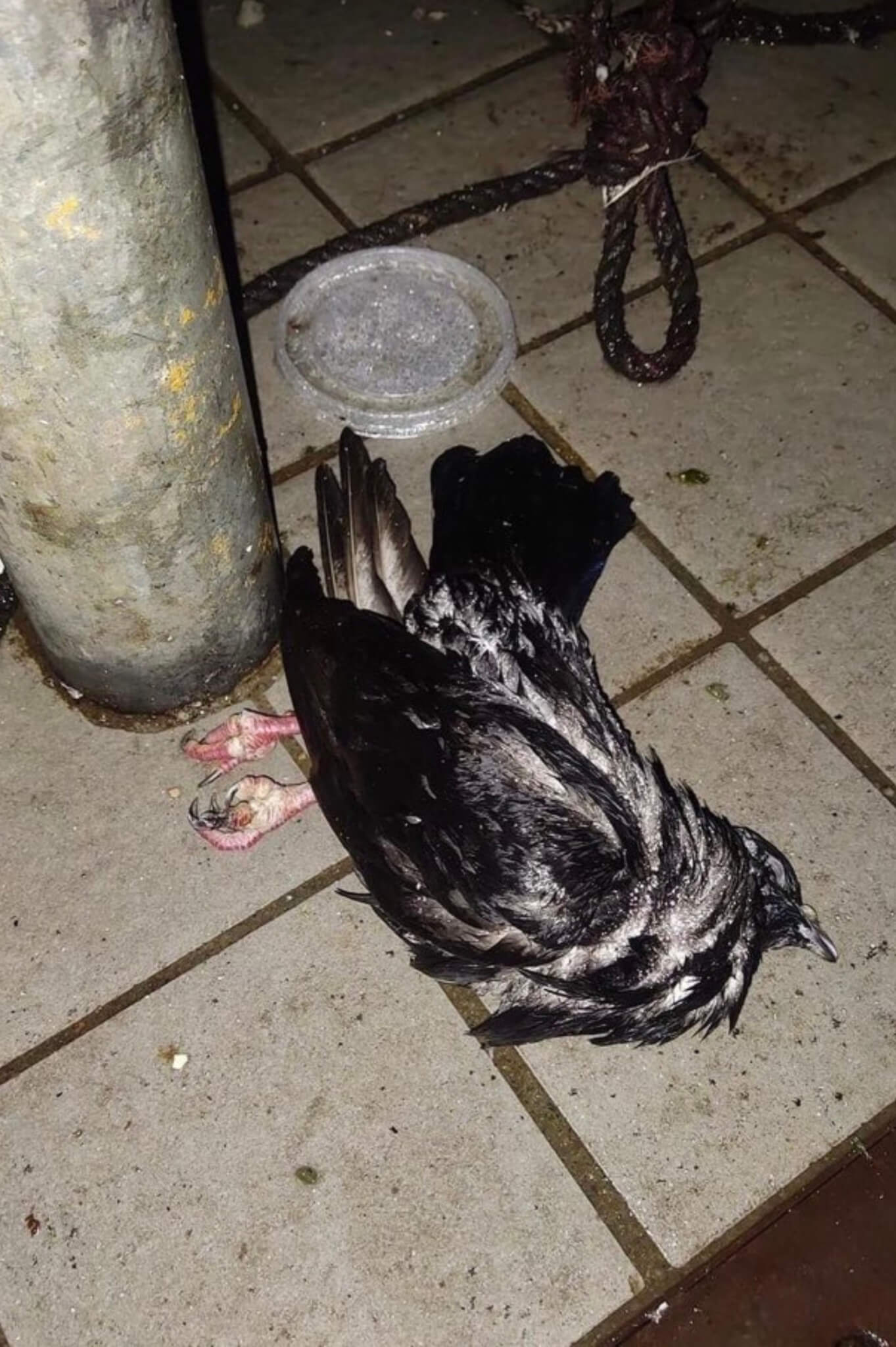 傷鴿的照片怵目驚心，Gian表示，每次收到雀 鳥受傷的照片，都會很痛心，若知道有人置之 不理，更是傷心，忍不住問：「為何不可以做 多步去幫牠們呢？」（圖片由受訪者提供）