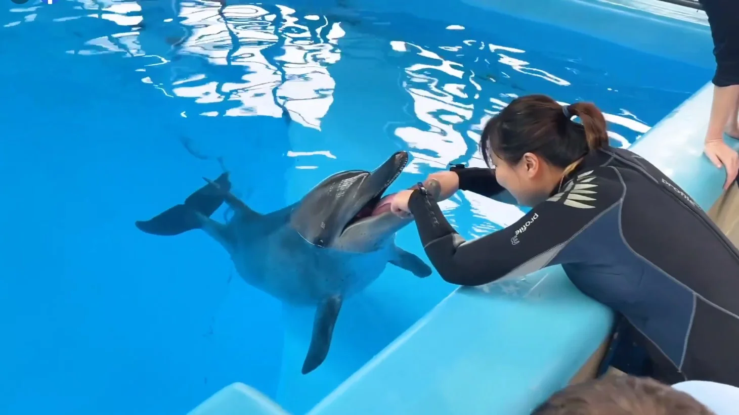 目前海洋公園共育有約二十條樽鼻海豚。今年 年初，印度太平洋樽鼻海豚Dumisa在照電腦斷 層掃描期間因併發症死亡。（海洋公園facebook 影片截圖）