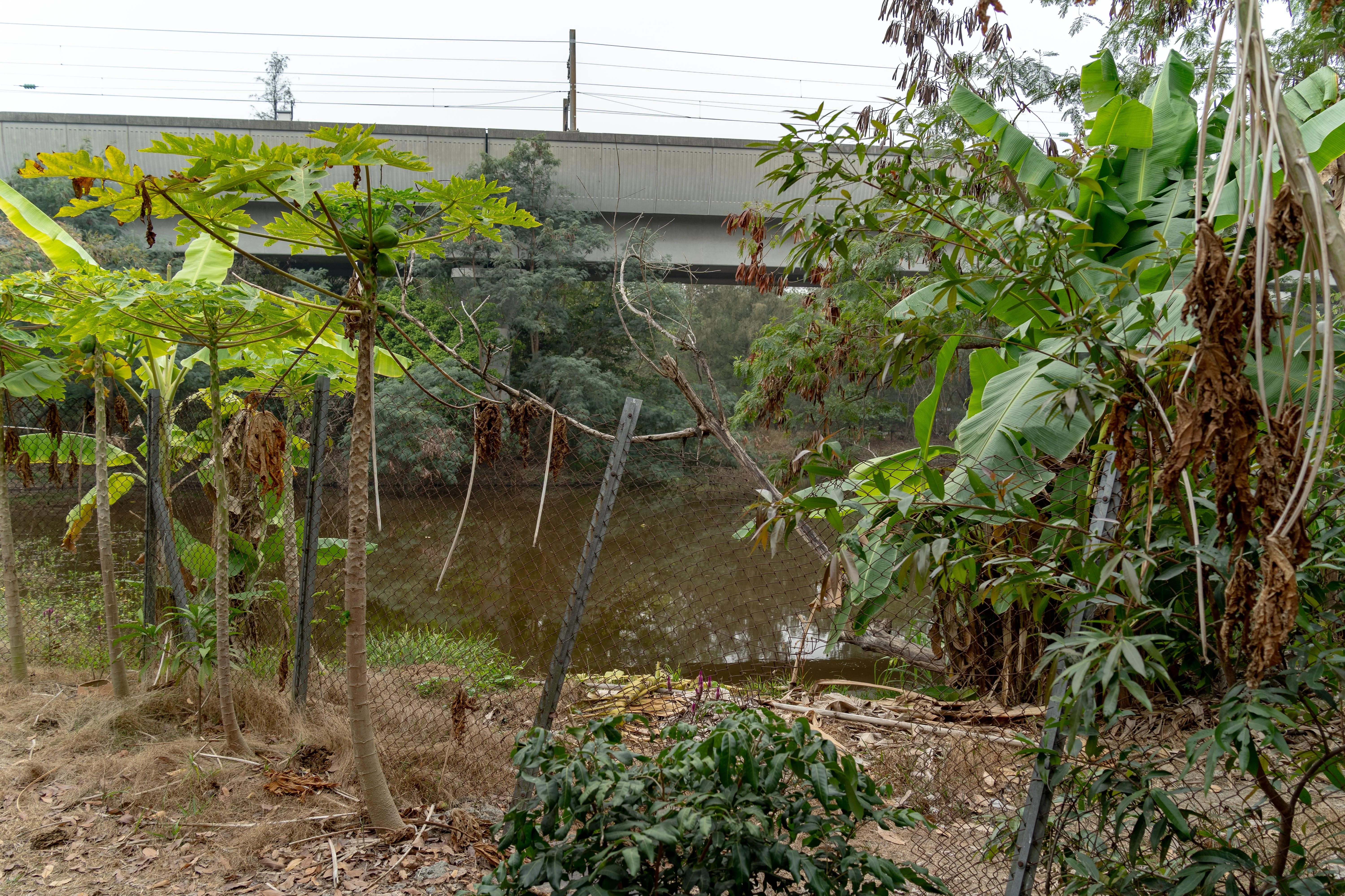 圖片為因落馬洲支線發展而被政府收回的魚塘。（圖片由香港觀鳥會提供）