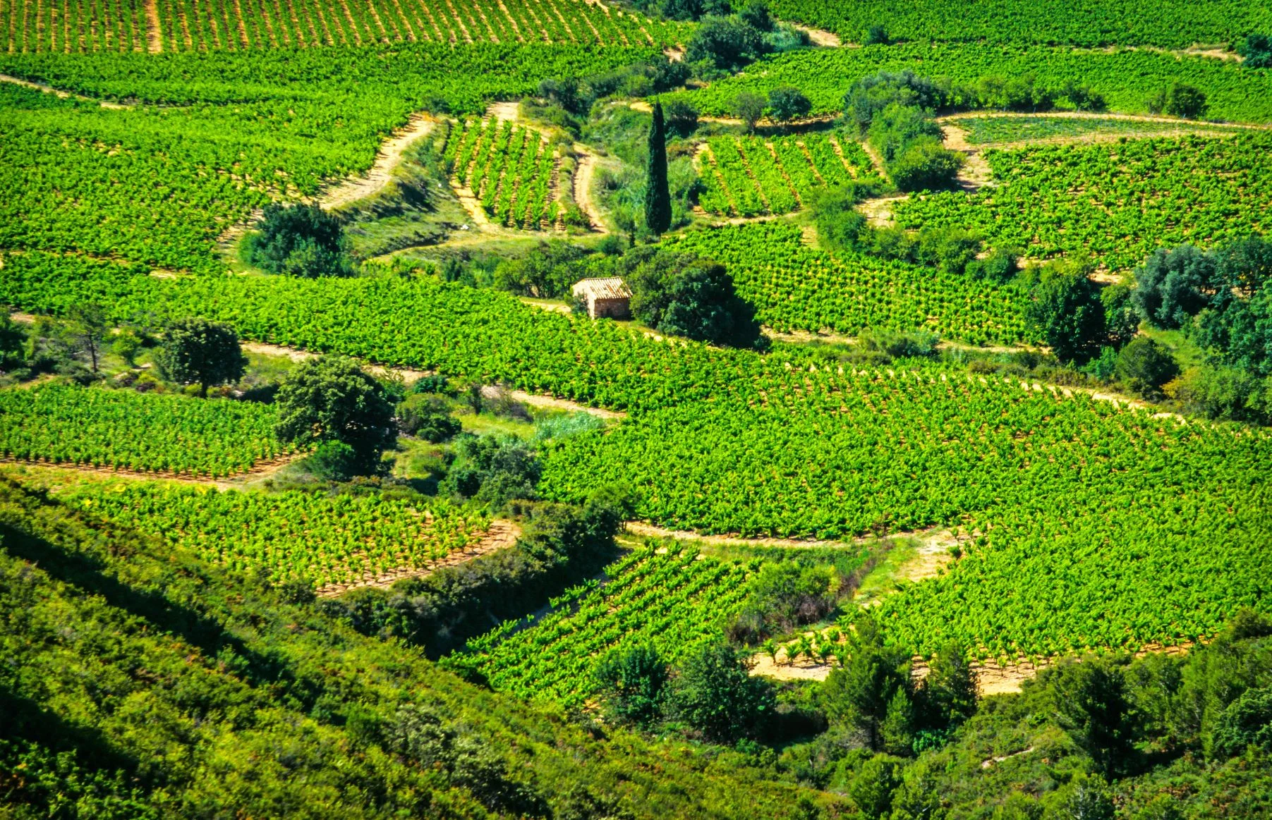 南法土地豐饒，農業與畜牧業蓬勃發展。一年 四季盛產各式美味有機農作物。
