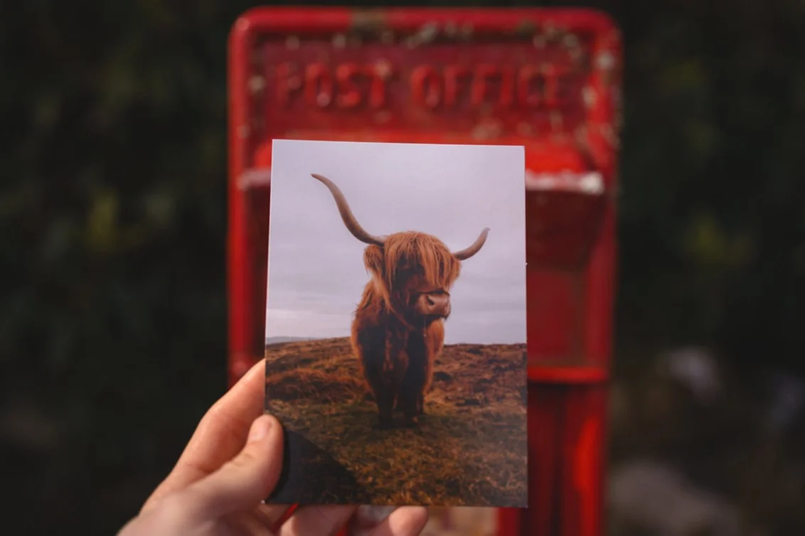 他將拍下的照片製作成明信片，其中一張為蘇格蘭的著名動物「高地牛」。