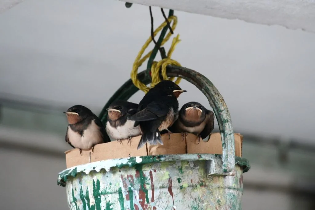 四隻雛燕羽翼漸豐，安居於長洲街坊自製的人工燕巢內。（Lawrence提供）