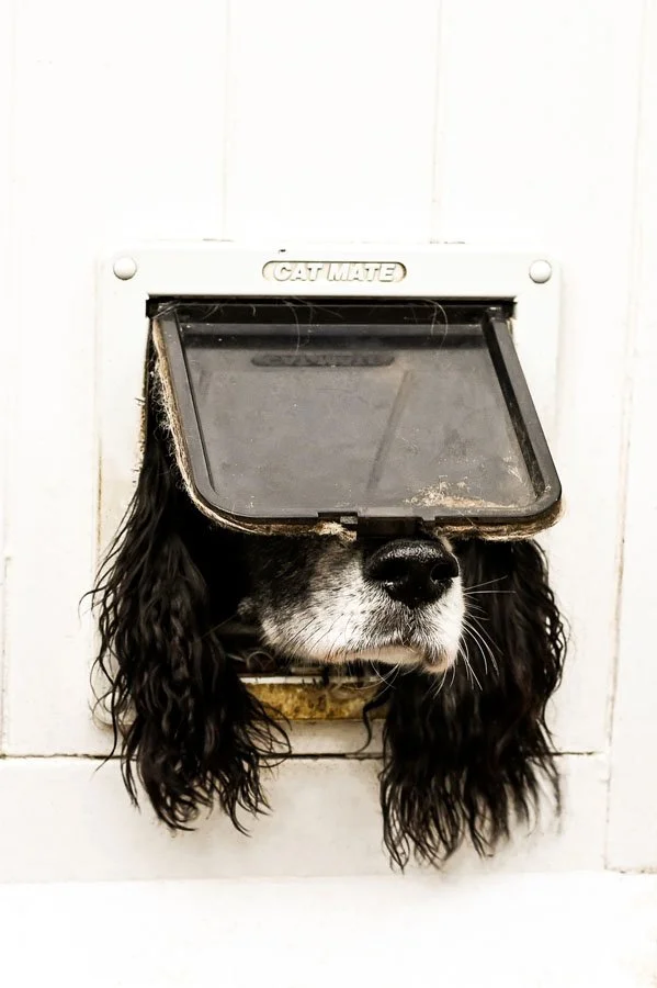 攝影師Sarah Haskell以作品「Not Just For Cats」獲得「搞笑寵物攝影獎2024」總冠軍，照片拍下小狗Hector卡在貓門的一幕，十分逗趣。