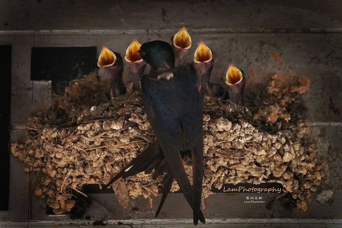 長洲島民林潤強是一名攝影發燒友，不時替居民拍照記錄燕子的一動一靜， 這張照片名為「五福臨門」。（林潤強提供）