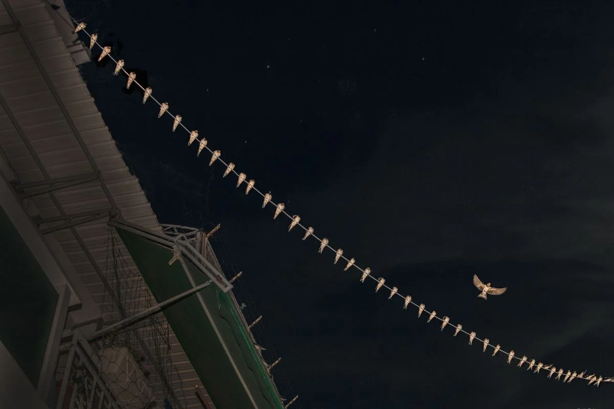 在家燕過境或大遷徙前的夜晚，在長洲可能會看見燕子站滿簷篷、天線的壯觀景象。（林潤強提供）