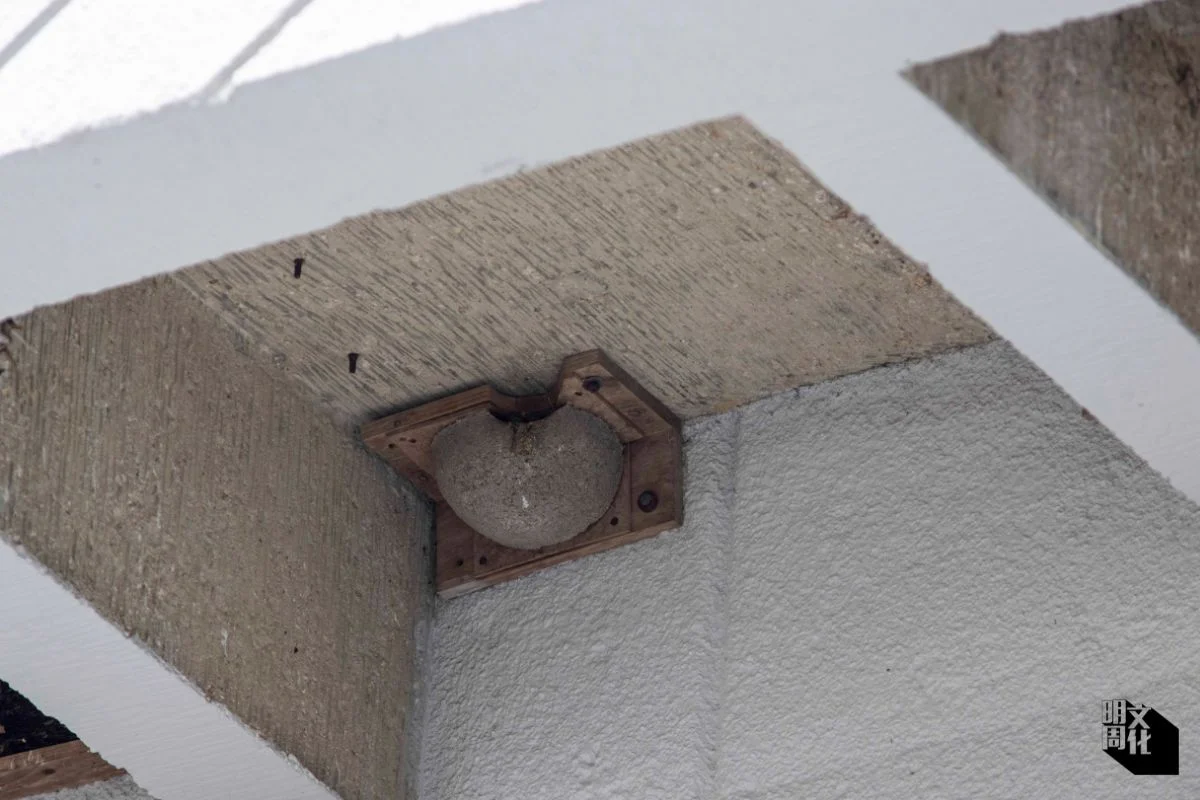 圖為石屎製人工燕巢，是中大從英國訂購而來，與真實的雨燕巢造型相似。