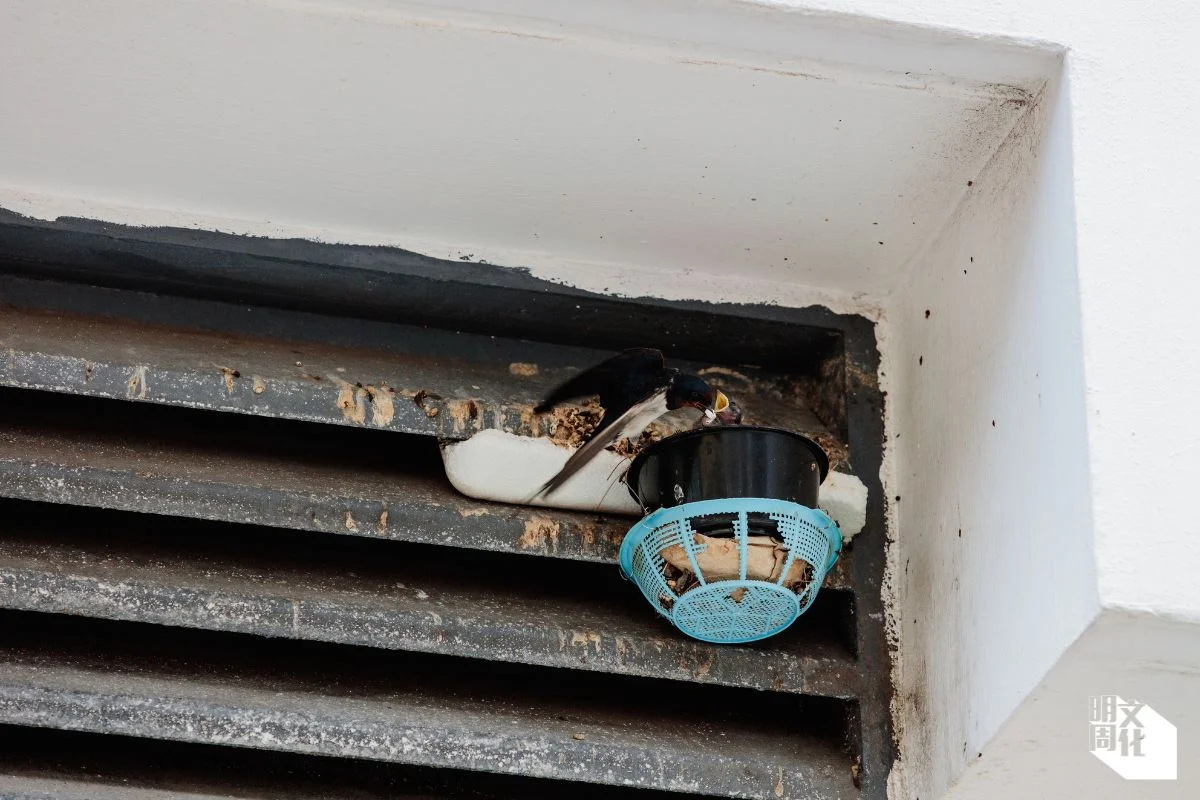 當燕巢意外脫落時，長洲街坊會出動筲箕、膠籃等不同物料幫助鄰居家燕築巢。