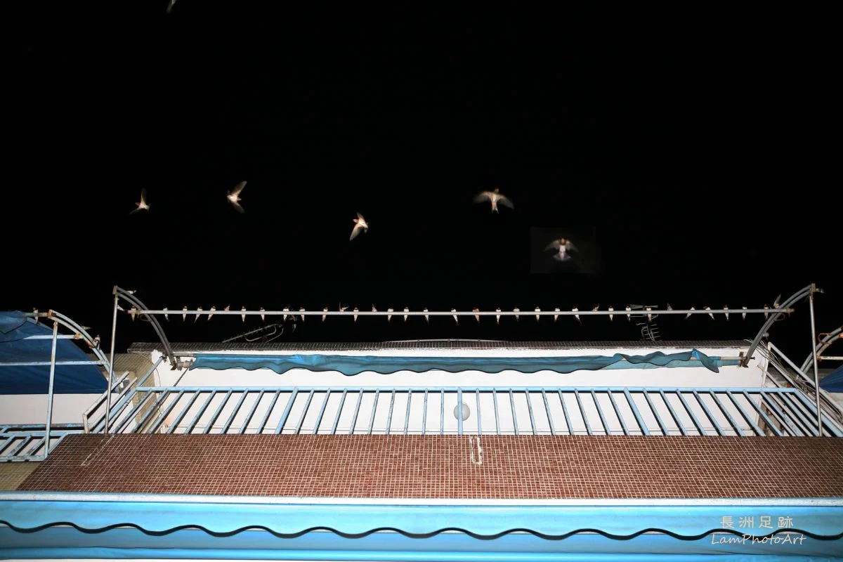 在家燕過境或大遷徙前的夜晚，在長洲可能會看見燕子站滿簷篷、天線的壯觀景象。（林潤強提供）
