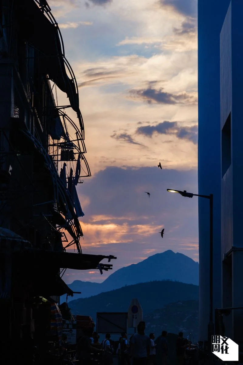 傍晚時分，長洲家燕在空中滑翔而過，劃出一道道優美的弧線。