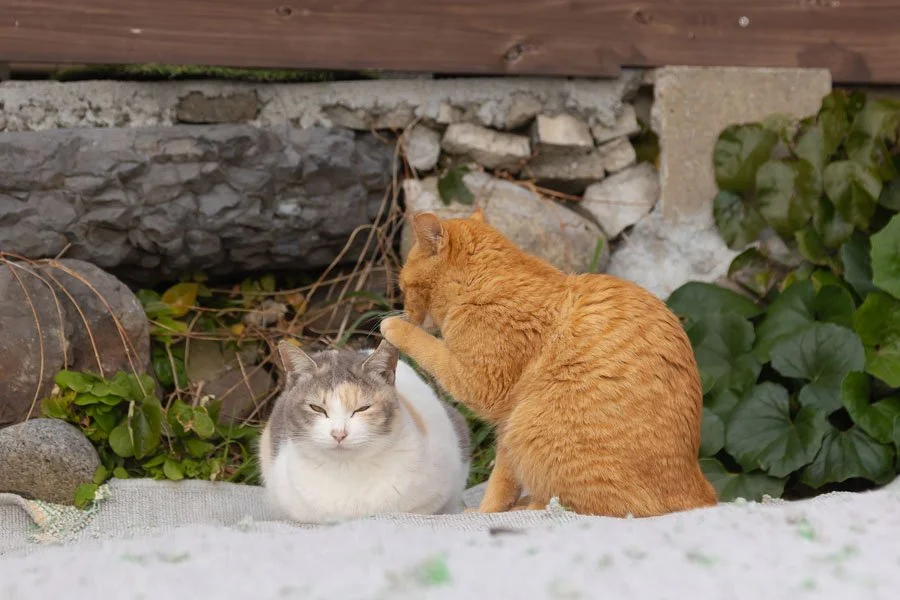 攝影師Kenichi Morinaga以作品「You didn't hear this from me」獲選今屆推介作品，照片拍下兩隻竊竊私語的小貓。