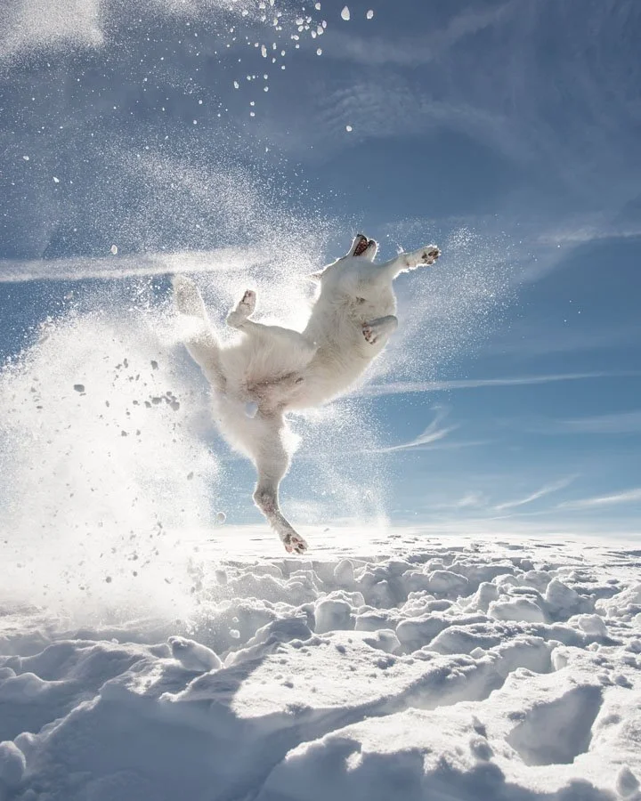 攝影師Sylvia Michel以作品「Everybody was Kung Fu fighting」獲選為推介作品，拍下在雪地「耍功夫」的小狗。