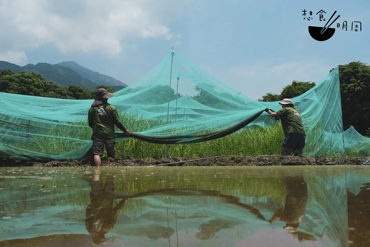 人與雀都以米為糧。廣布防鳥網時，那是為村民淺嘗而留用的收成。收起大網時， 那是遠道重洋、南來過冬的候鳥的主糧。