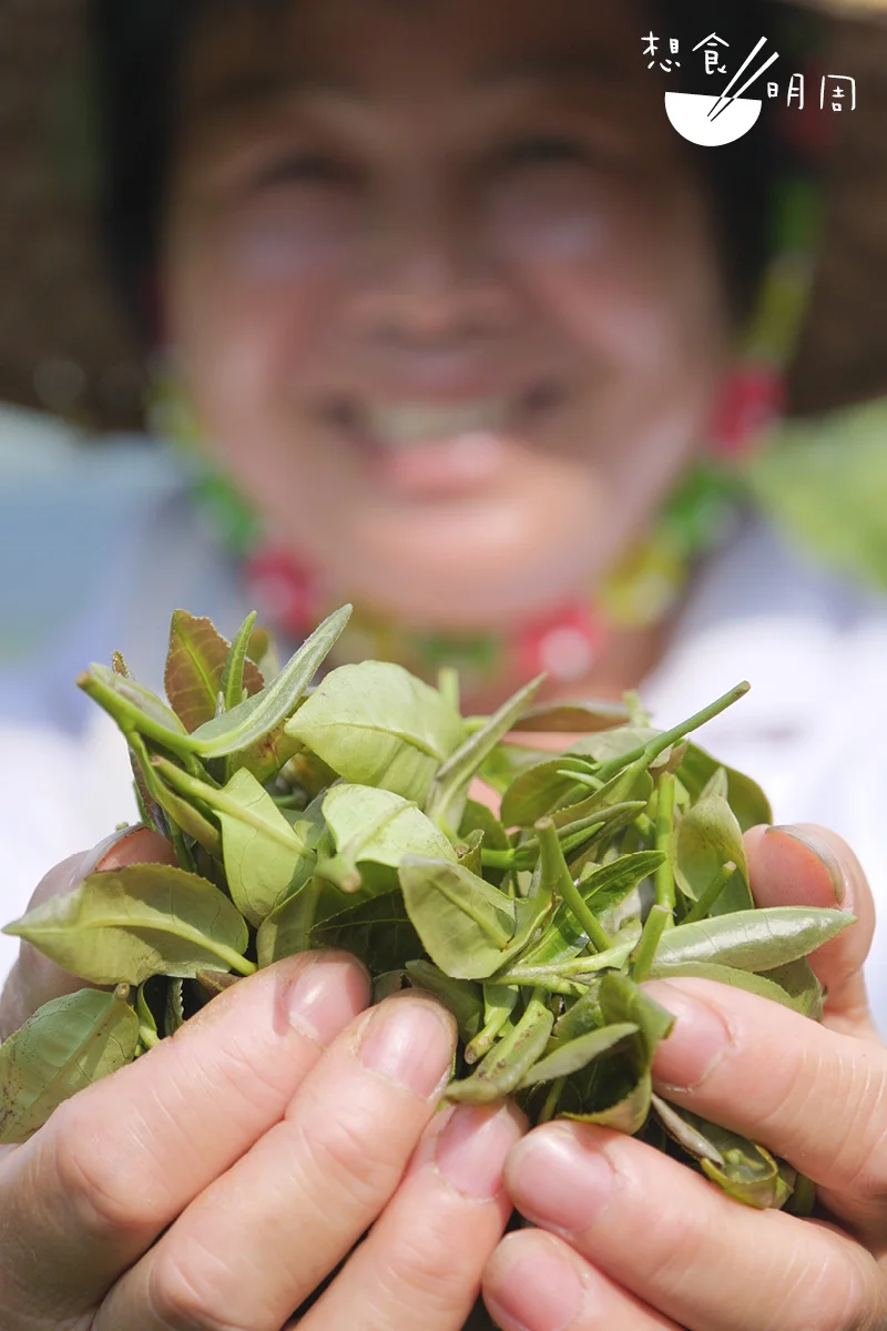 種茶講究二十四節氣，也要 配合採茶的珍姐。葉子林說：「冬至要修剪，去禿枝之餘，也要矮化茶樹，讓阿 珍容易採茶。」