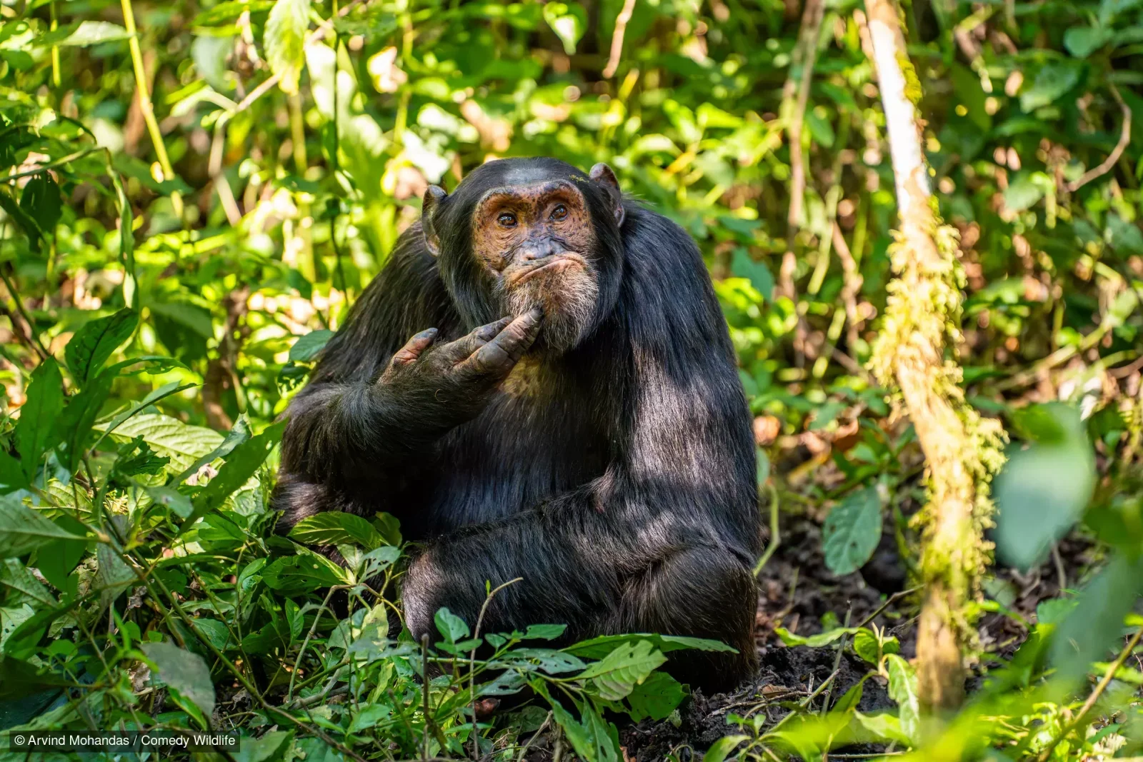 照片名為「The Contemplative Chimpanzee（沉思的黑猩猩）」，在森林裏的黑猩猩，手托着頭，一副「若有所思」的模樣。（Arvind Mohandas/Comedy Wildlife Photography Awards）