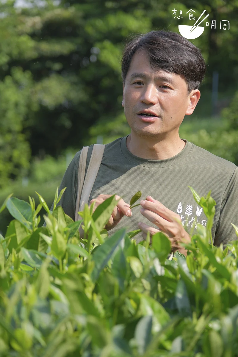 嘉道理農場管理茶園，一直都是摸着石頭過河，也多得高人 指點。葉子林說： 「來自惠安的黃姓高手來到嘉道理，發現 茶園的山坡屬外暗斜，肥料和水分難以保留，後來才將梯田改成內暗斜。」葉子林說種茶急不來，就 該慢慢摸索！