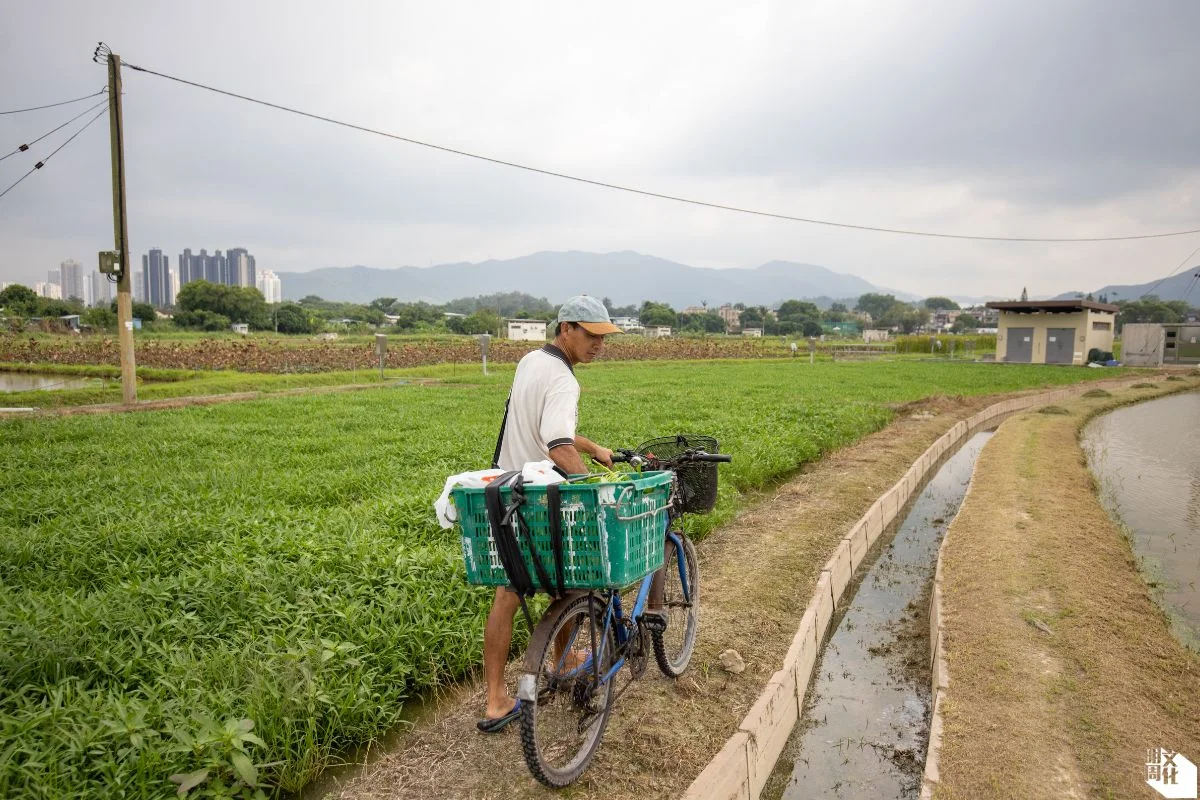 楊仔因遷拆離開兩代人居住的家與田，現需由寶石湖村踏單車十分鐘始抵復耕的田。