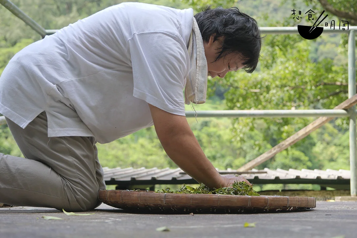 珍姐將殺青後的茶青提到天台揉捻，「要揉至很柔軟。」揉捻後的茶青散發光澤，像包上一層膠質。