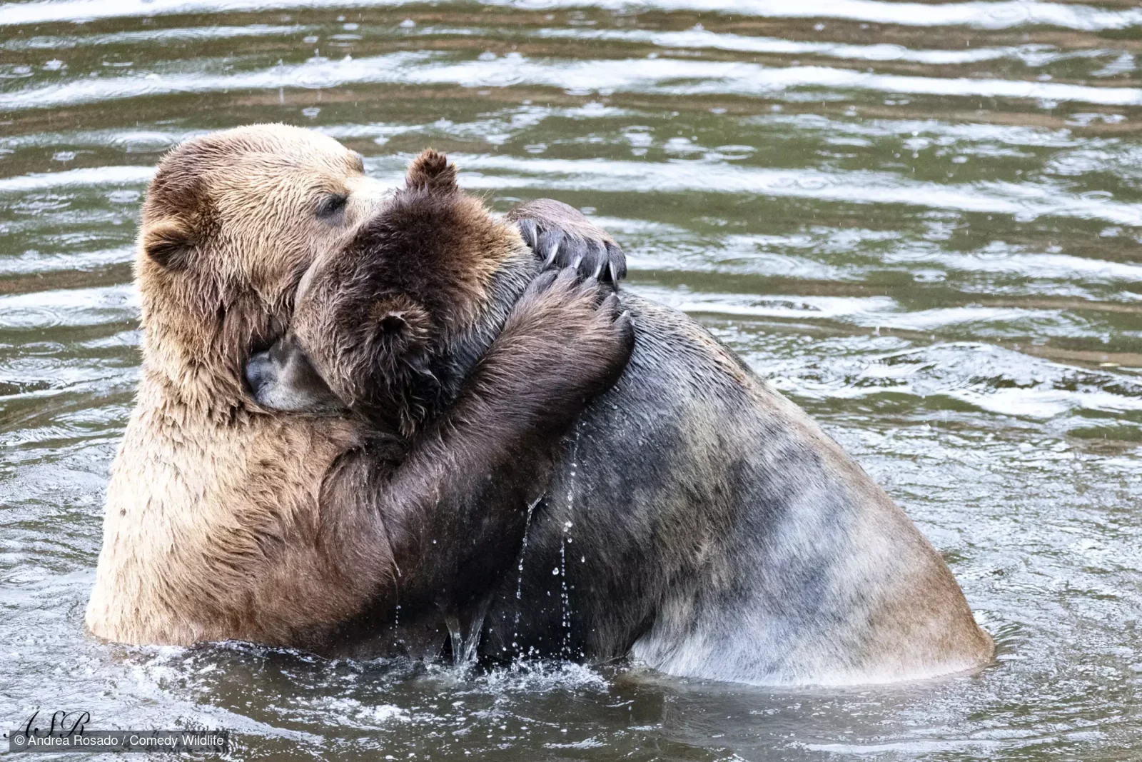 照片名為「In Love（沐浴愛河）」，兩隻熊相擁在一起，甜蜜非常。（Andrea Rosado/Comedy Wildlife Photography Awards）