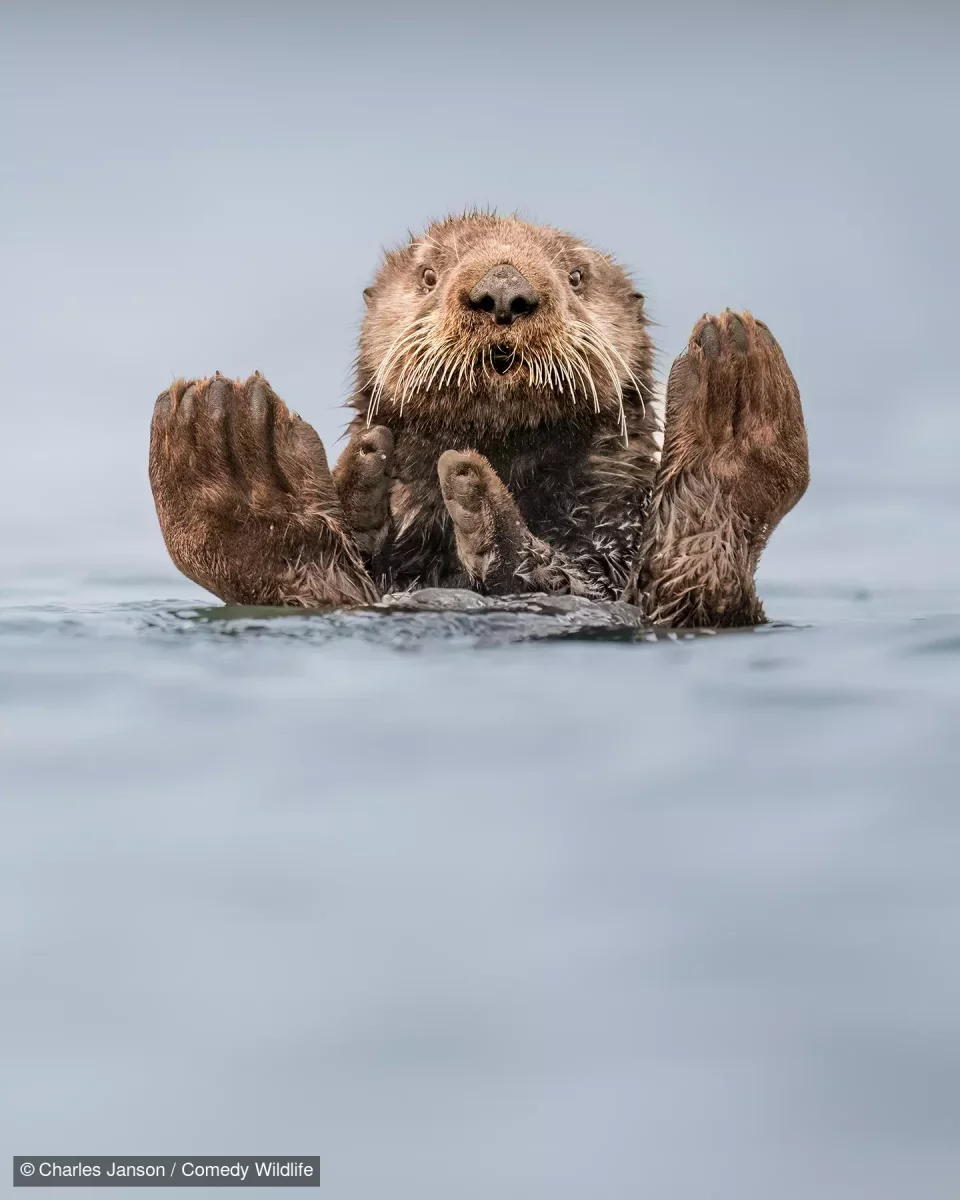 照片名為「Otter Guru（水瀨大師）」，這隻水瀨讓攝影師想起正在冥想中的大師，牠其實是在梳理自己。（Charles Janson/Comedy Wildlife Photography Awards）