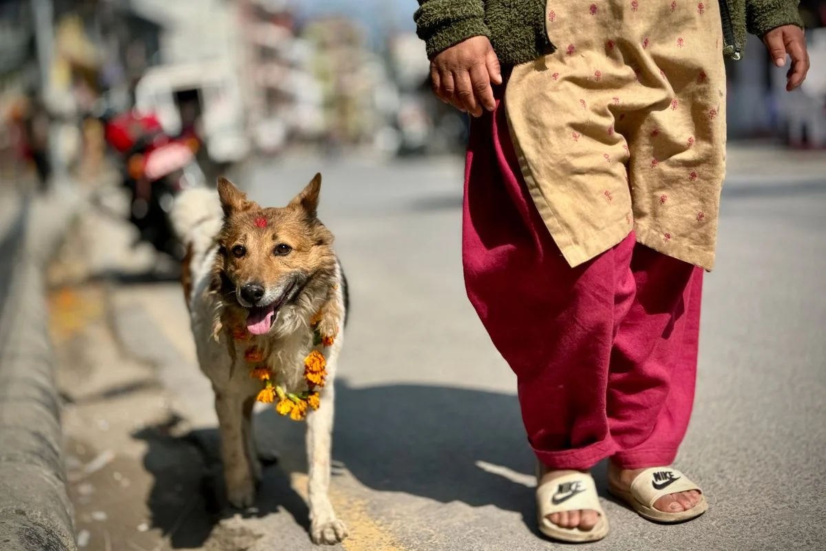 尼泊爾加德滿都光明節，敬犬日（Kukur Tihar），攝於 2023年11月12日（由受訪者提供）