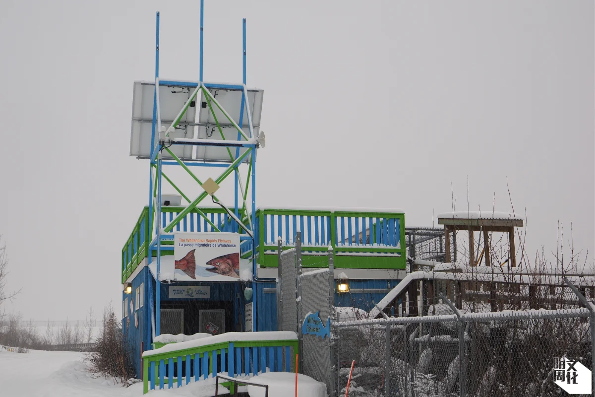 白馬魚梯（Whitehorse Rapids Fishway）旁還搭建了一所房子，夏天的時候會開放給遊客，透過房子裏的玻璃喉管，即可看見游經木梯的鮭魚。