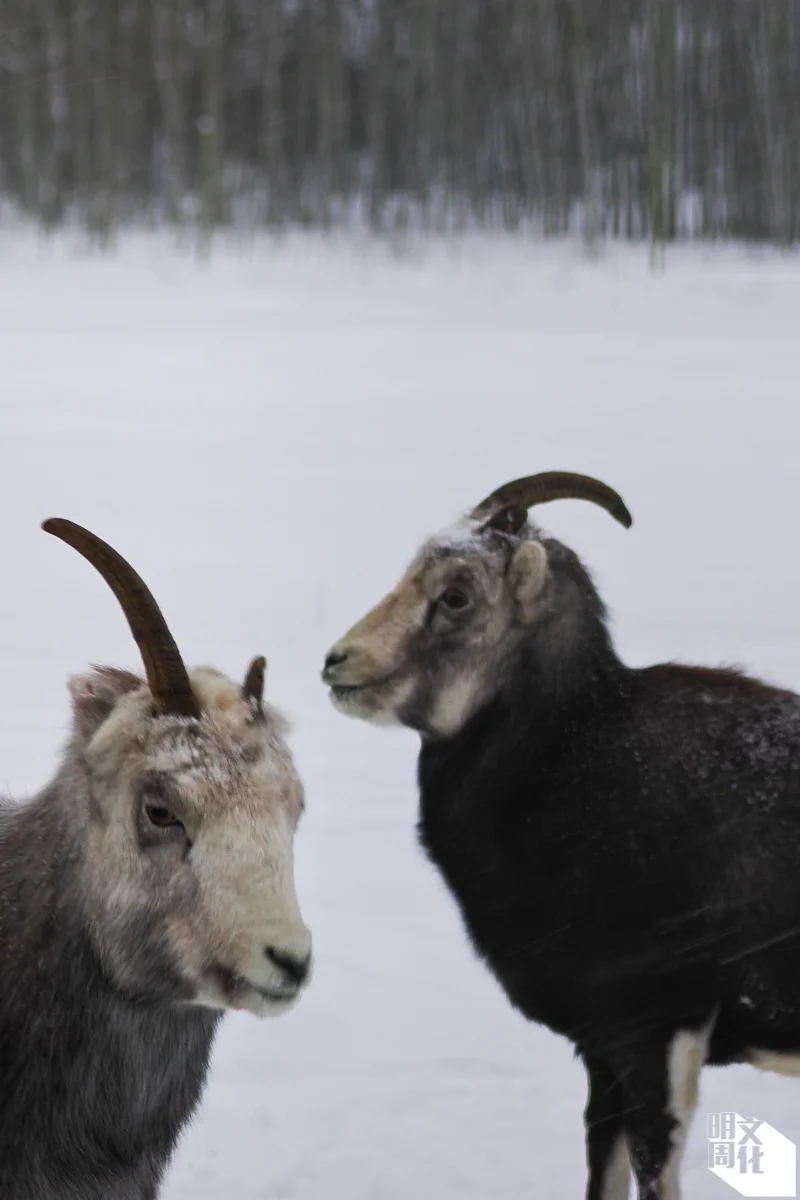 大角羊（Thinhorn Sheep）