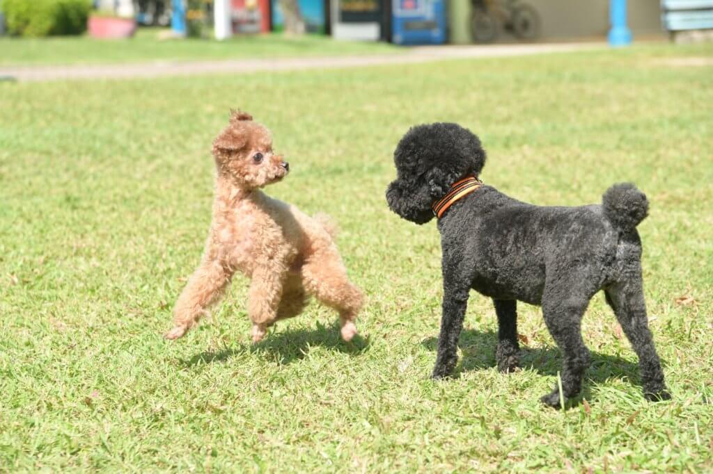 Bilu在狗公園會跟其他狗玩耍，玩得投入的牠露出搞笑表情。